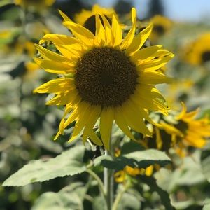 Meet your Posher, Mallie